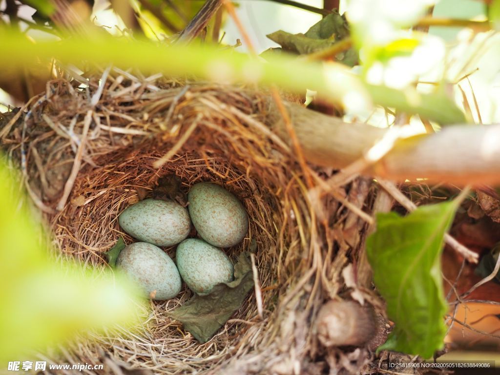 鸟巢鸟窝鸟蛋图片