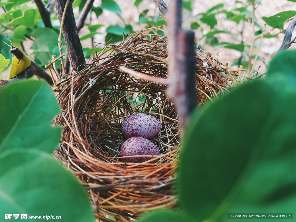 鸟巢鸟窝鸟蛋图片