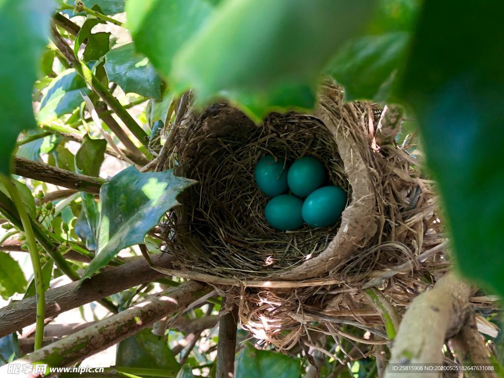 鸟巢鸟窝鸟蛋图片