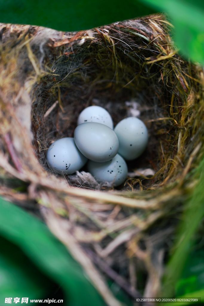 鸟巢鸟窝鸟蛋图片