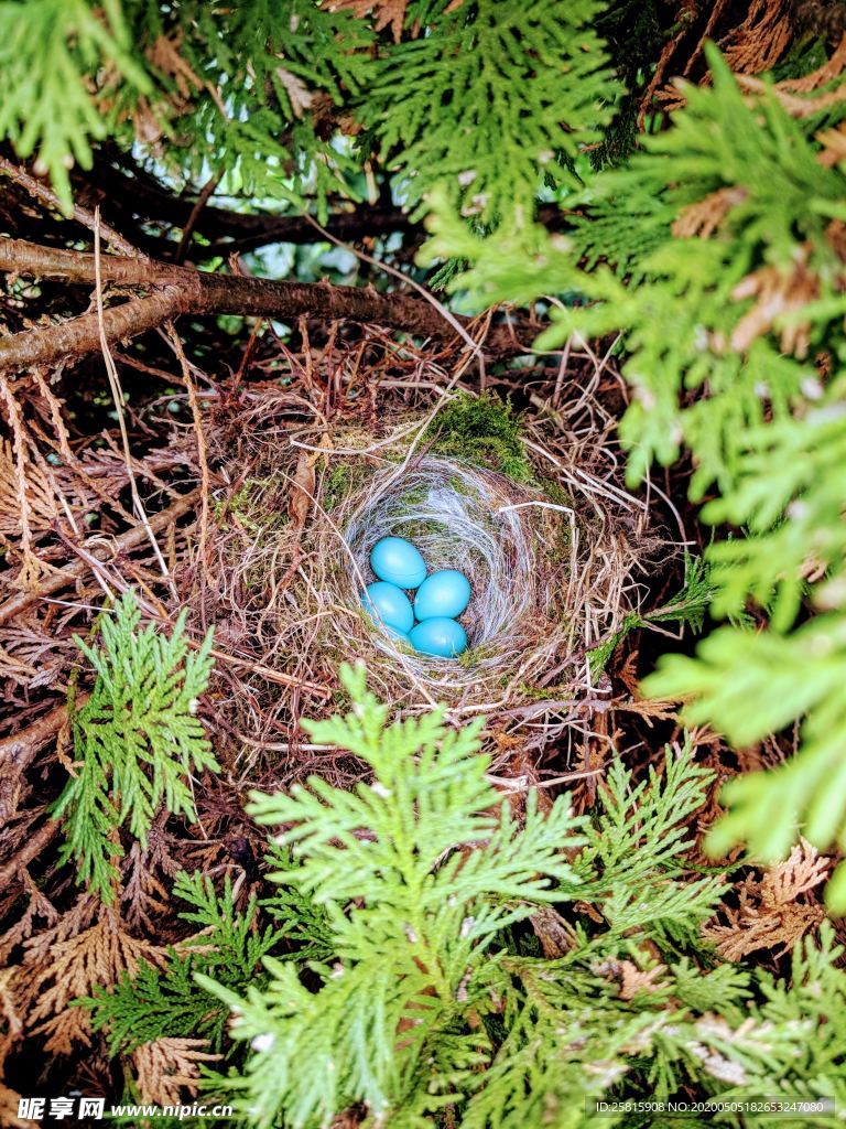 鸟巢鸟窝鸟蛋图片