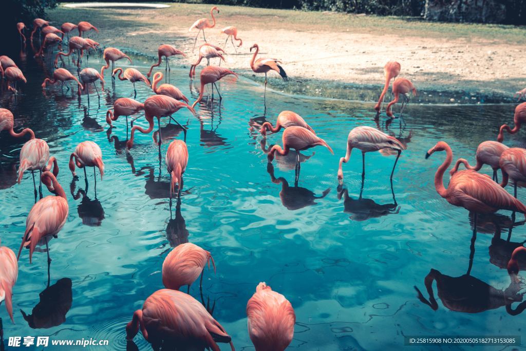 火烈鸟空山鸟语图片