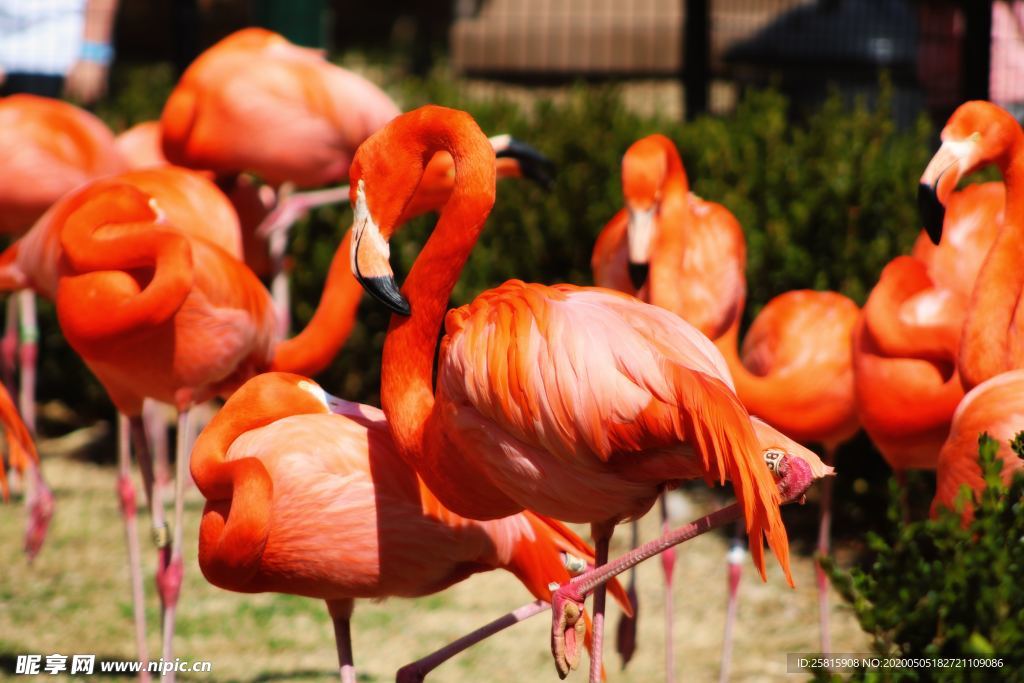 火烈鸟空山鸟语图片