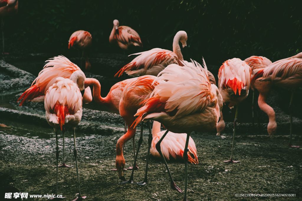 火烈鸟空山鸟语图片