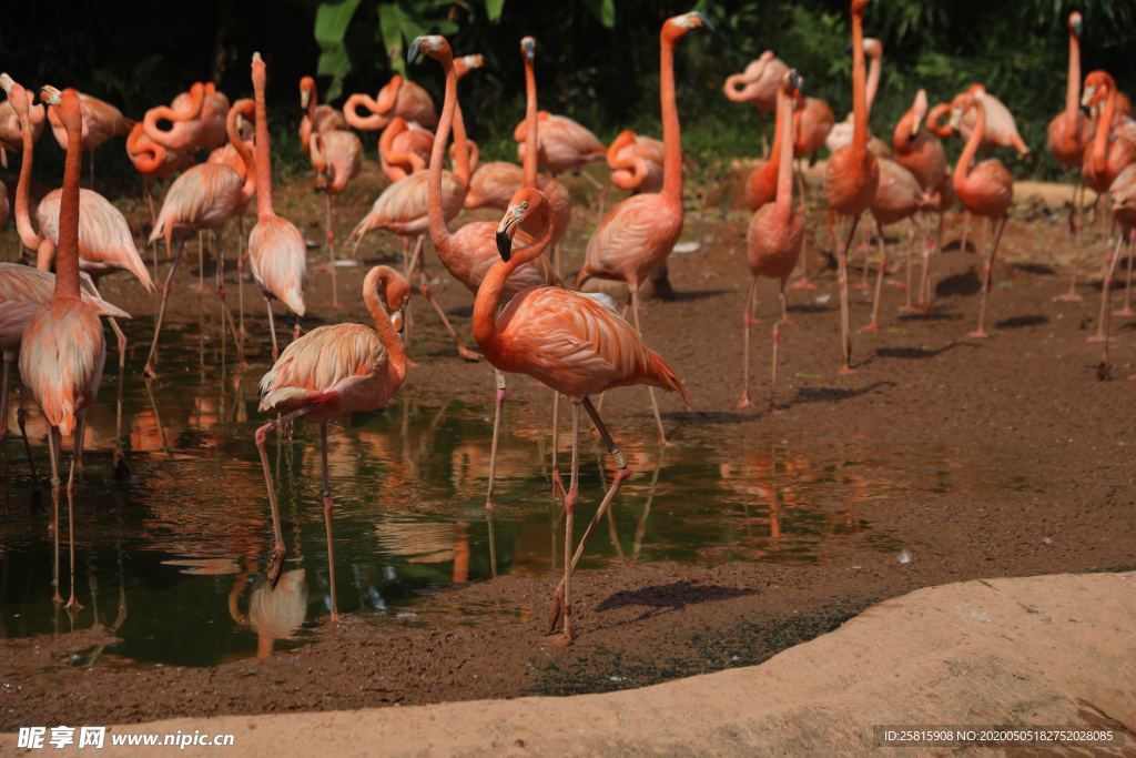 火烈鸟空山鸟语图片