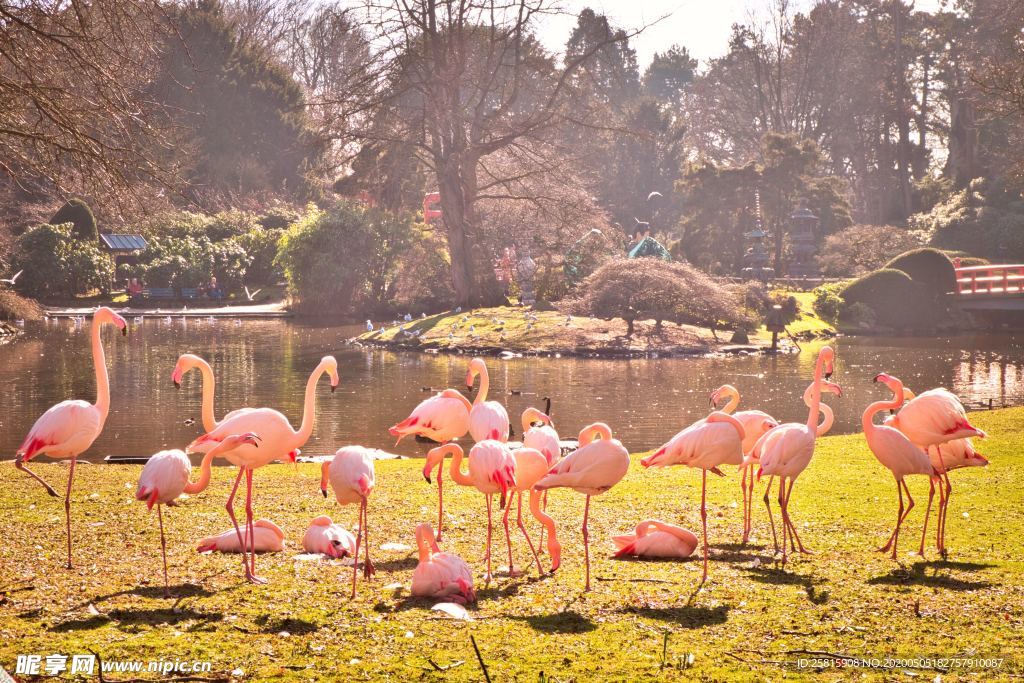 火烈鸟空山鸟语图片