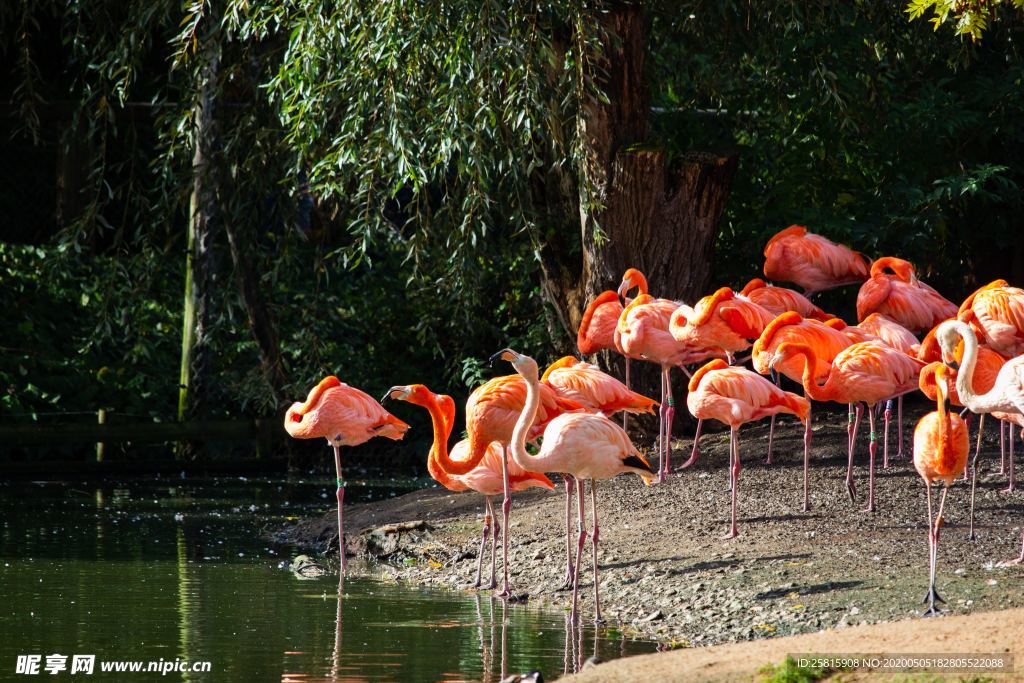 火烈鸟空山鸟语图片
