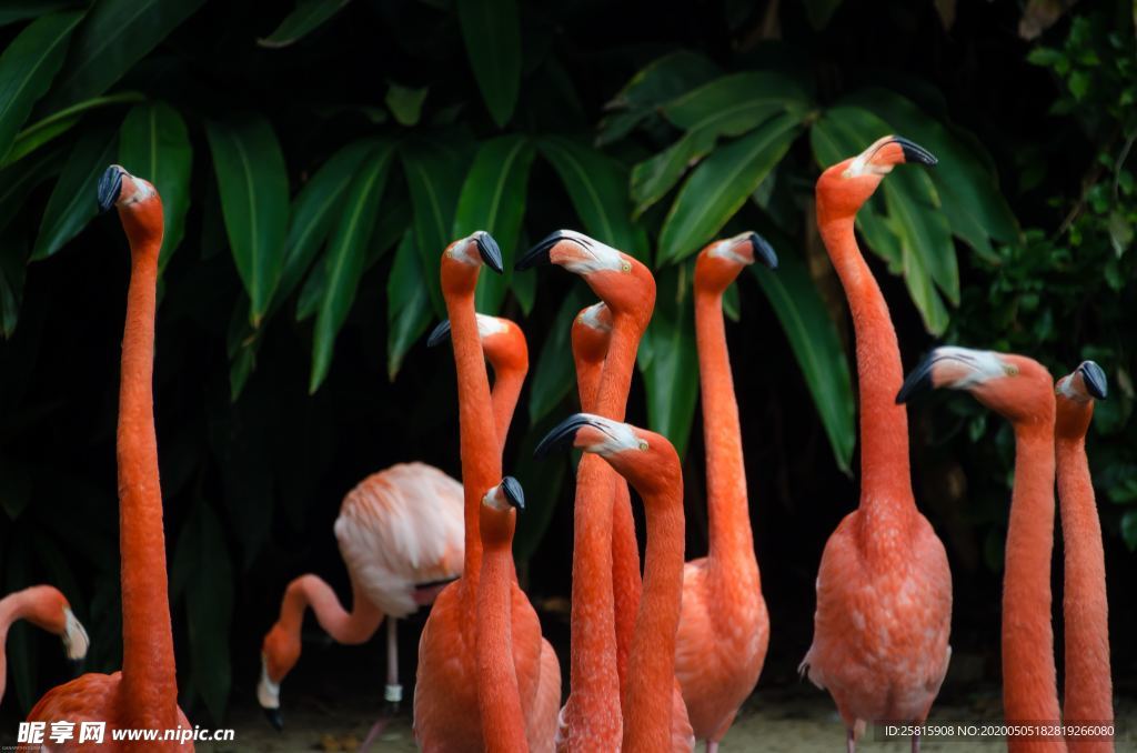 火烈鸟空山鸟语图片