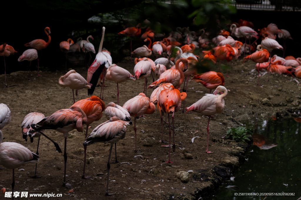 火烈鸟空山鸟语图片