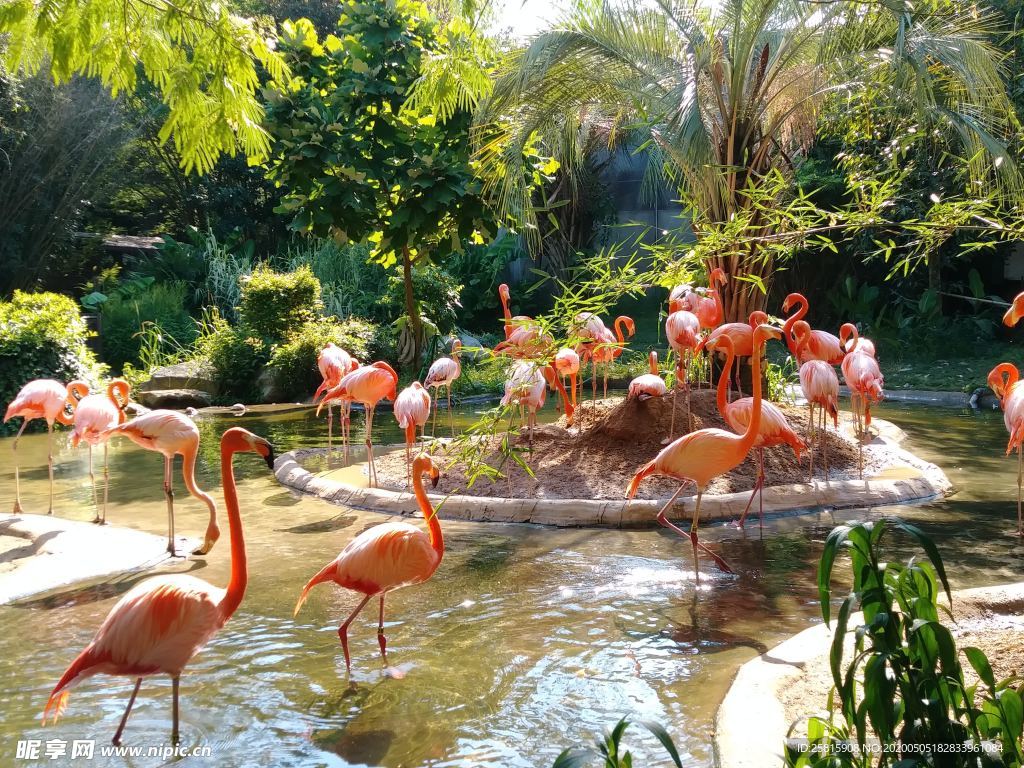 红色野果浆果图片