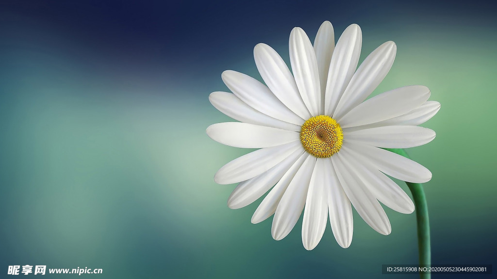 清新淡雅花卉图片