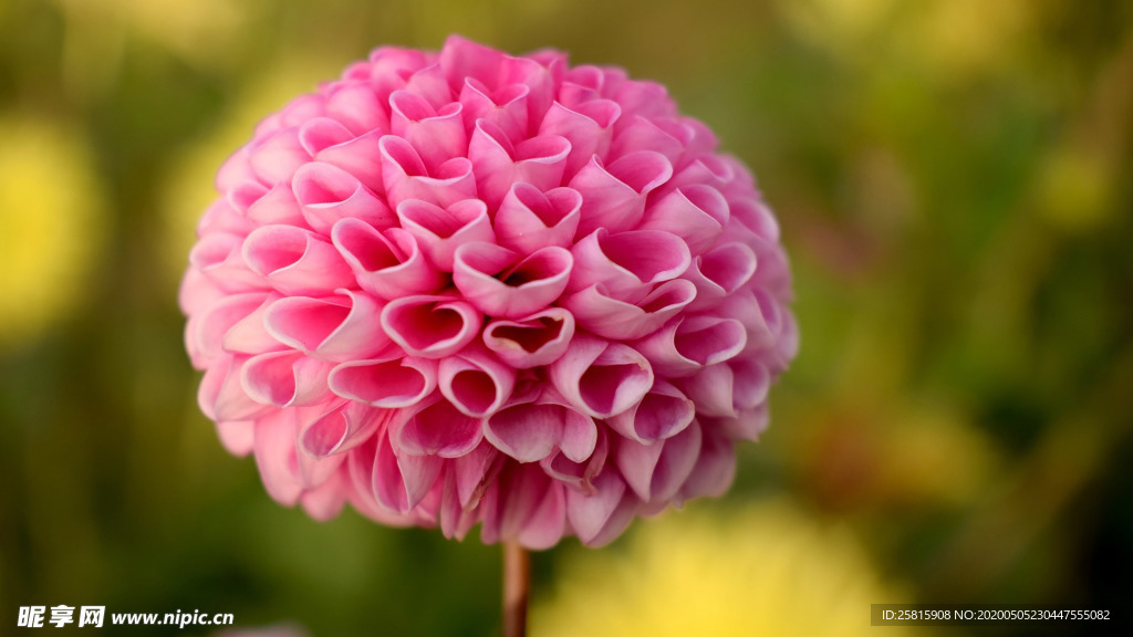 清新淡雅花卉图片