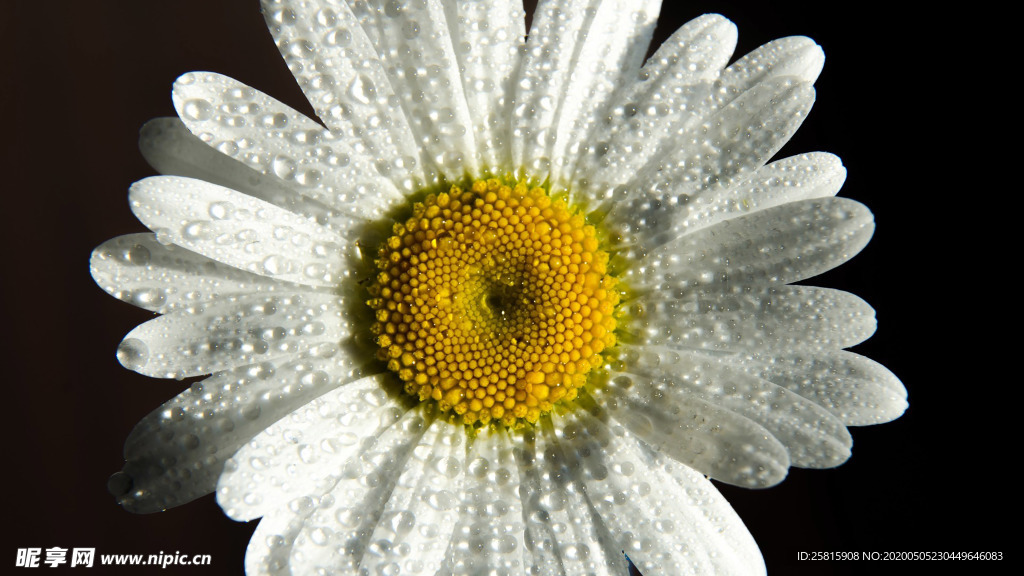 清新淡雅花卉图片