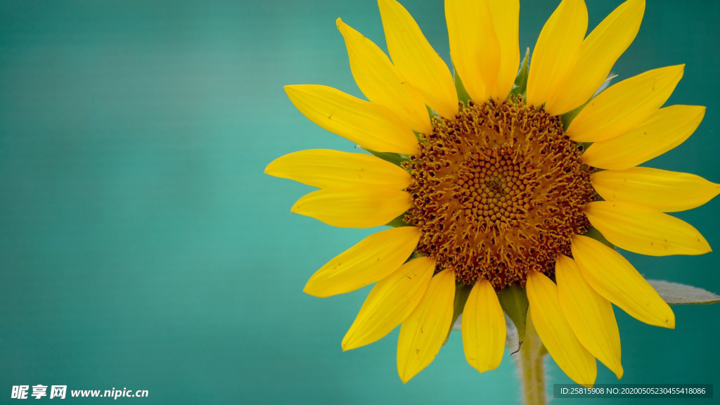 清新淡雅花卉图片