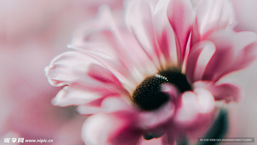 清新淡雅花卉图片