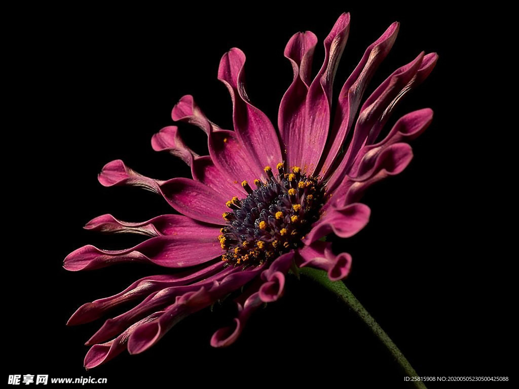 清新淡雅花卉图片