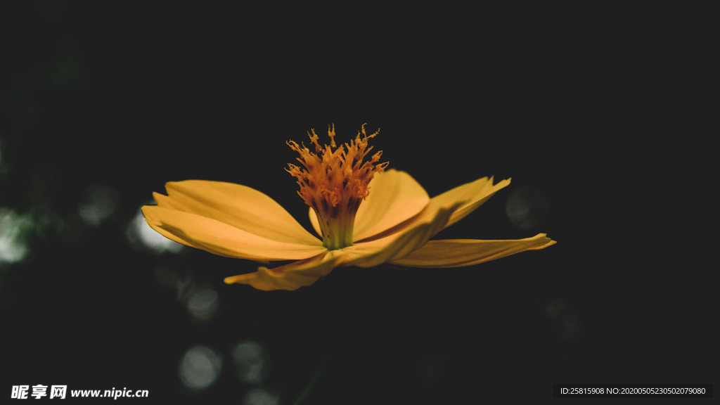 清新淡雅花卉图片