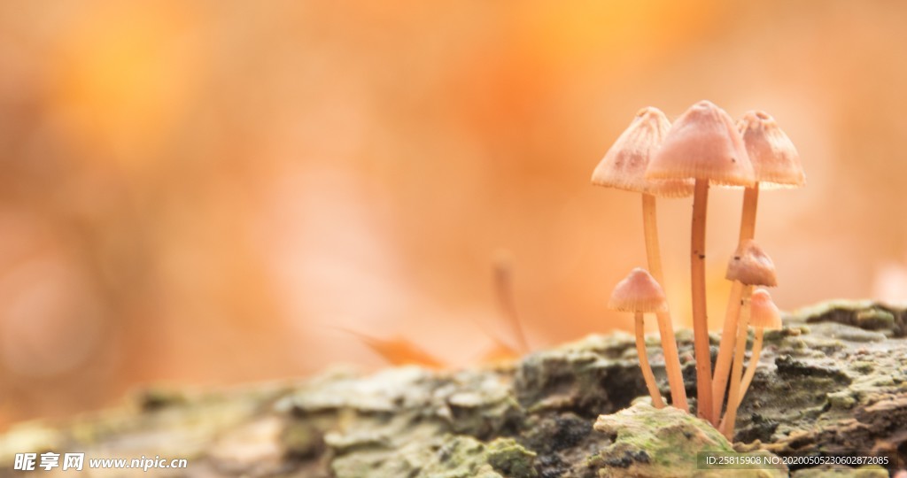 雨后蘑菇菌类图片