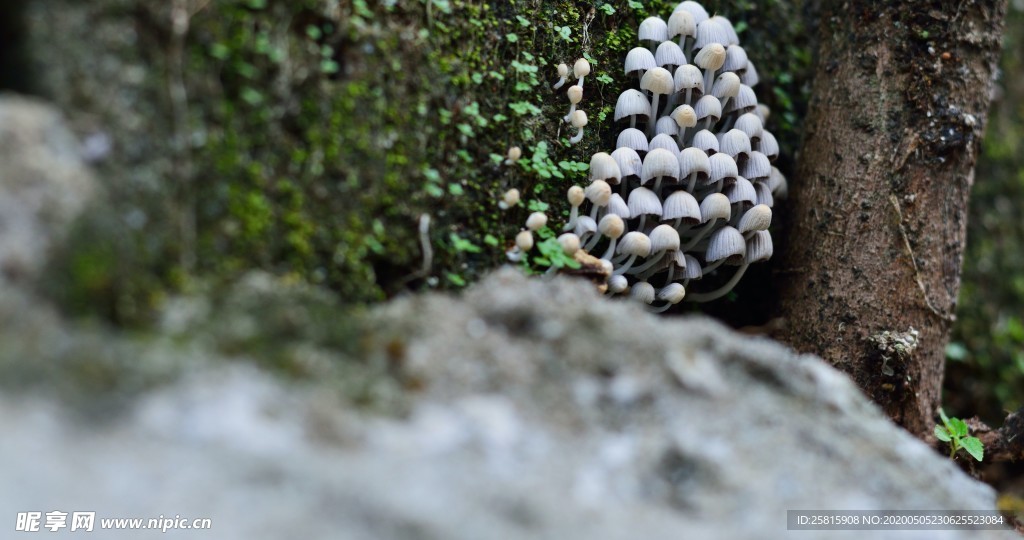 清新淡雅花卉图片