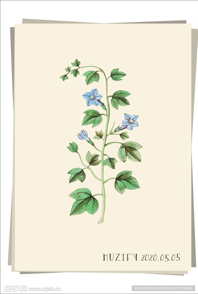 风铃草 植物图鉴