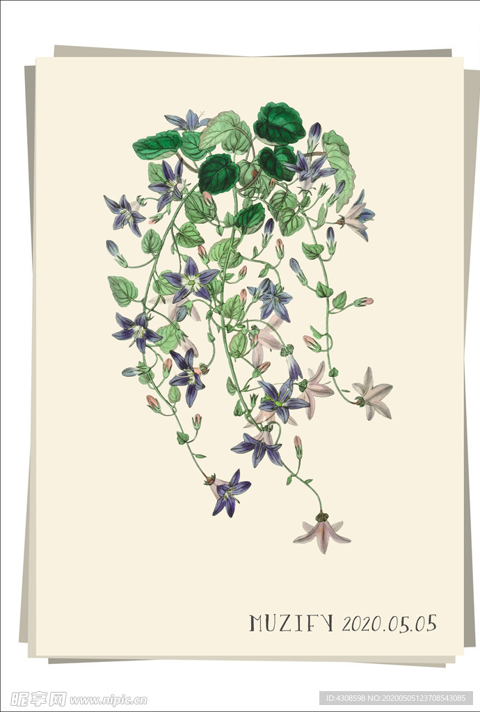 风铃草 植物图鉴