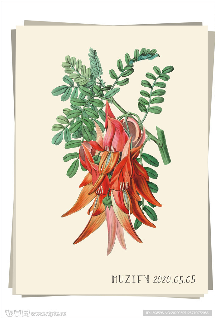 大花田菁 植物图鉴