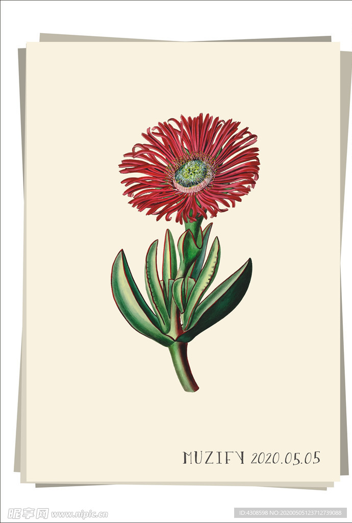 红万寿菊 植物图鉴