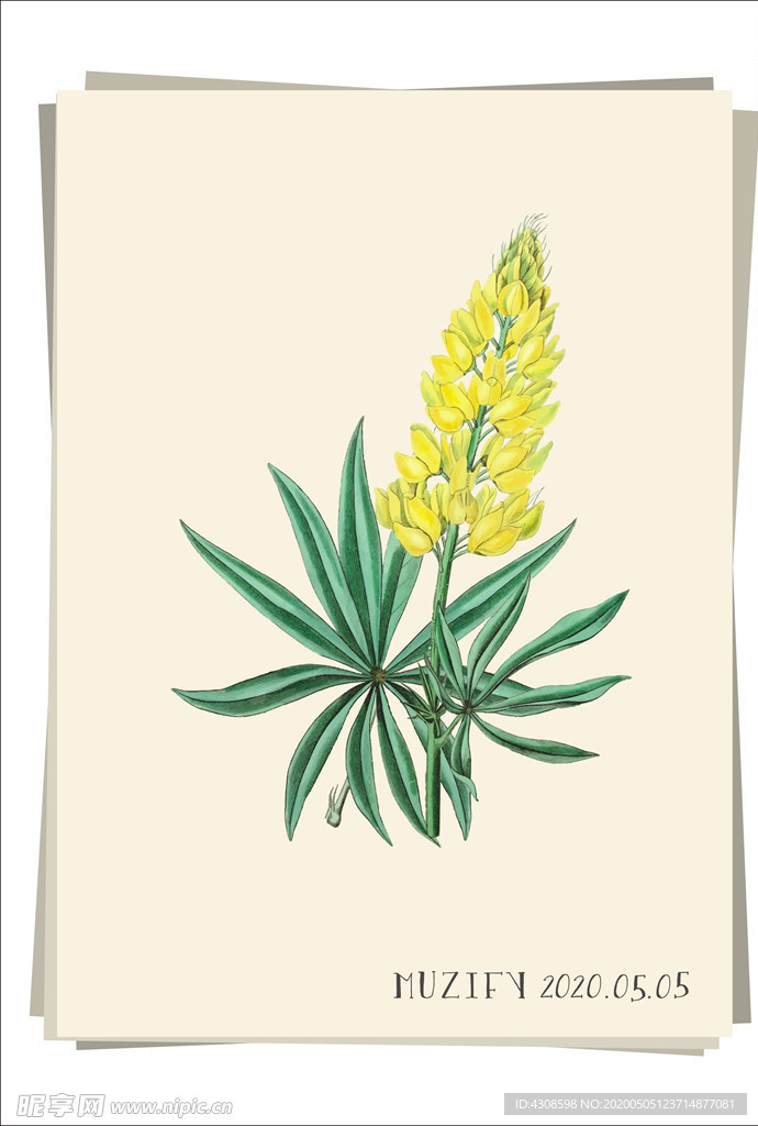 黄灌木羽扇豆 植物图鉴