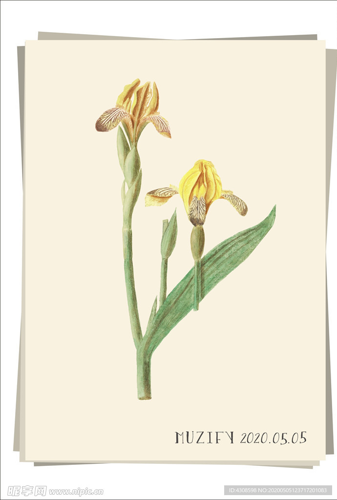 黄色鸢尾花 植物图鉴