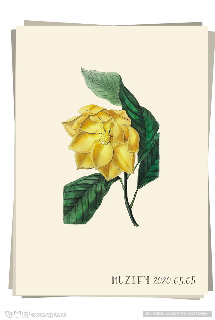 黄玉兰 植物图鉴