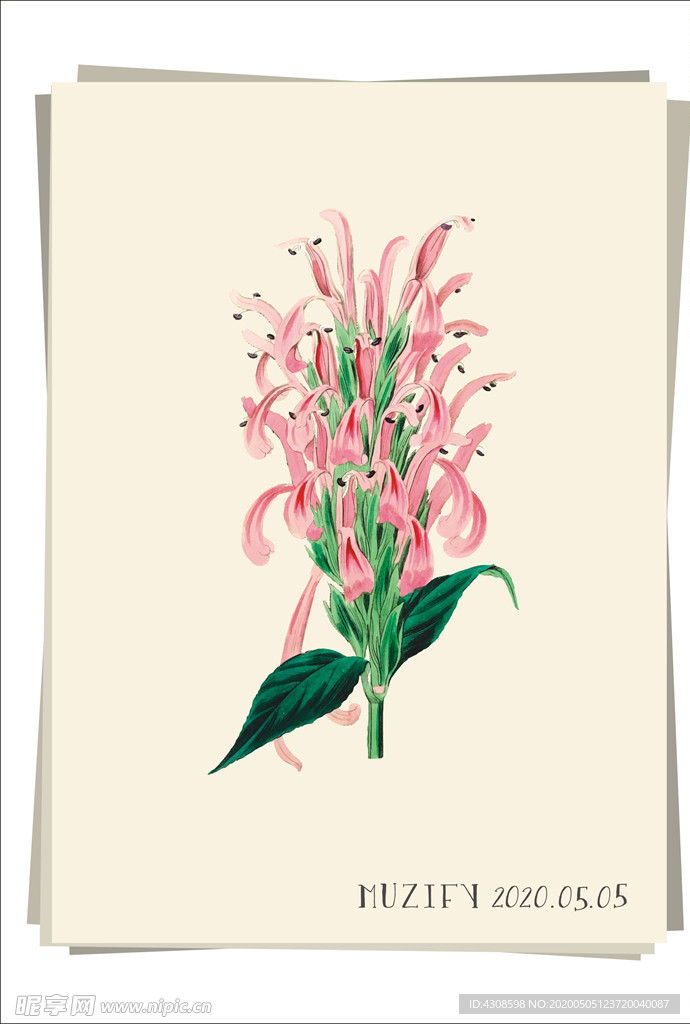 火烈鸟花 植物图鉴