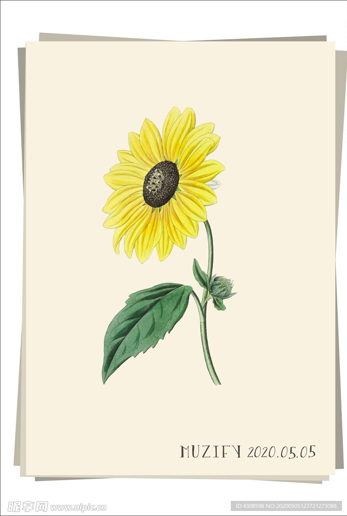 加州向日葵 植物图鉴