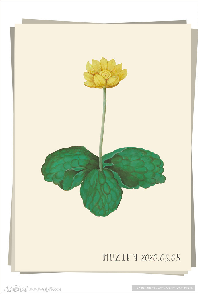 金莲花 植物图鉴