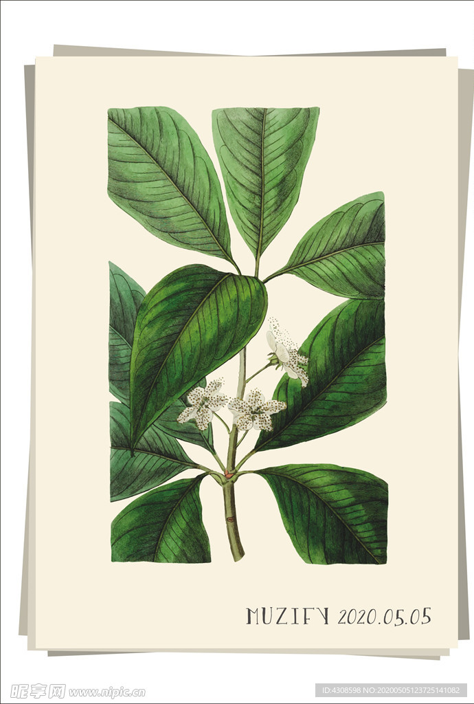 蓝果树花 植物图鉴