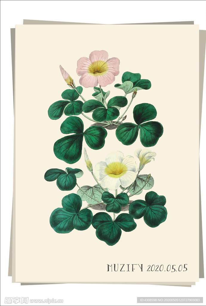 两色醡浆草 植物图鉴