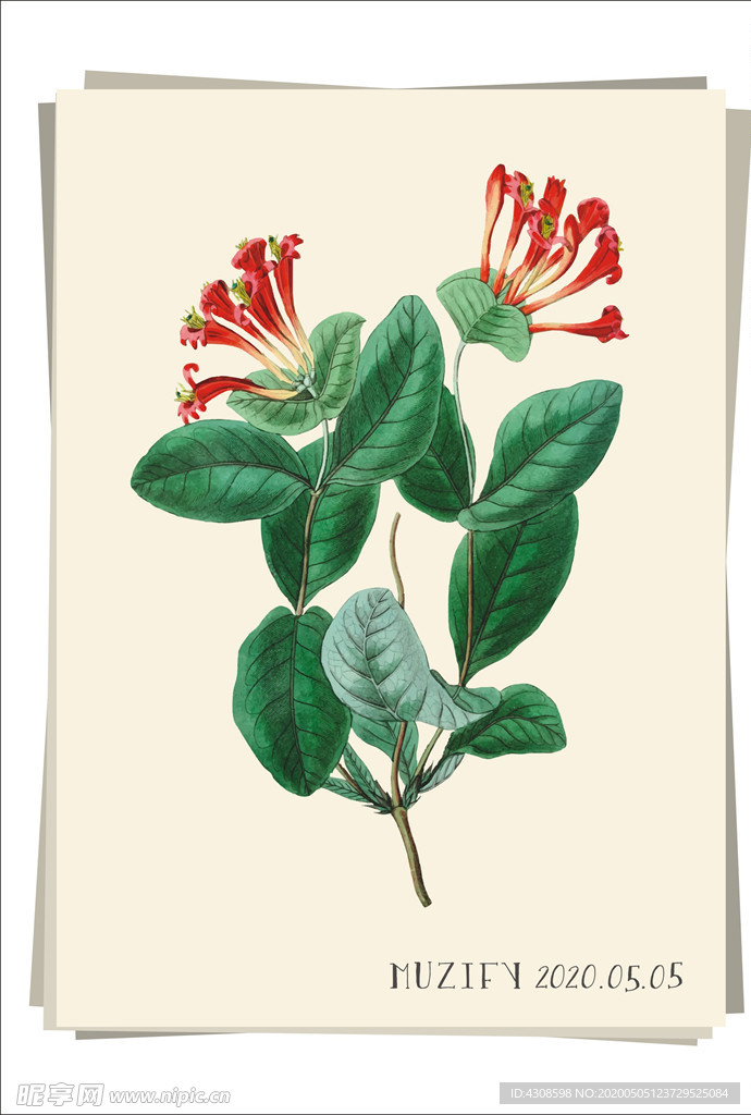 龙船花 植物图鉴