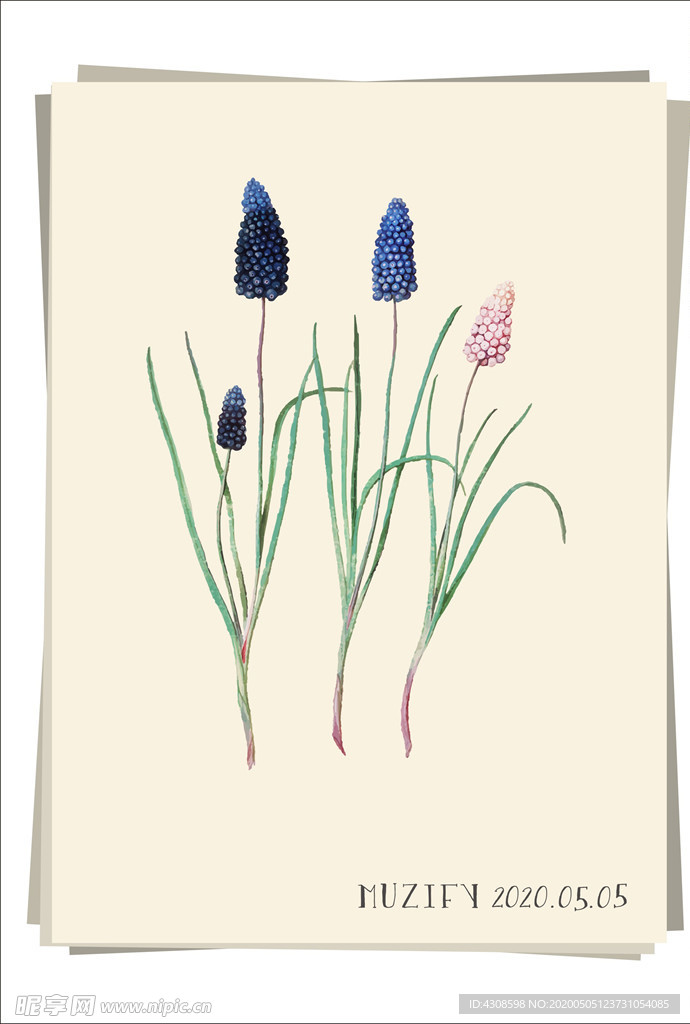 葡萄风信子 植物图鉴