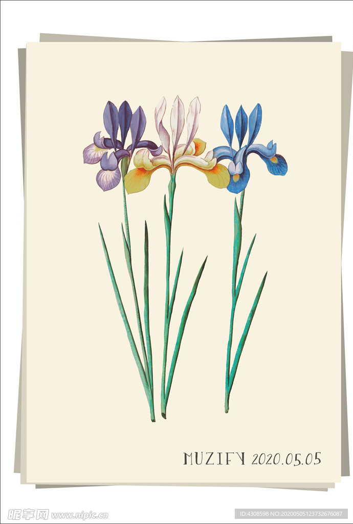 三色鸢尾花 植物图鉴