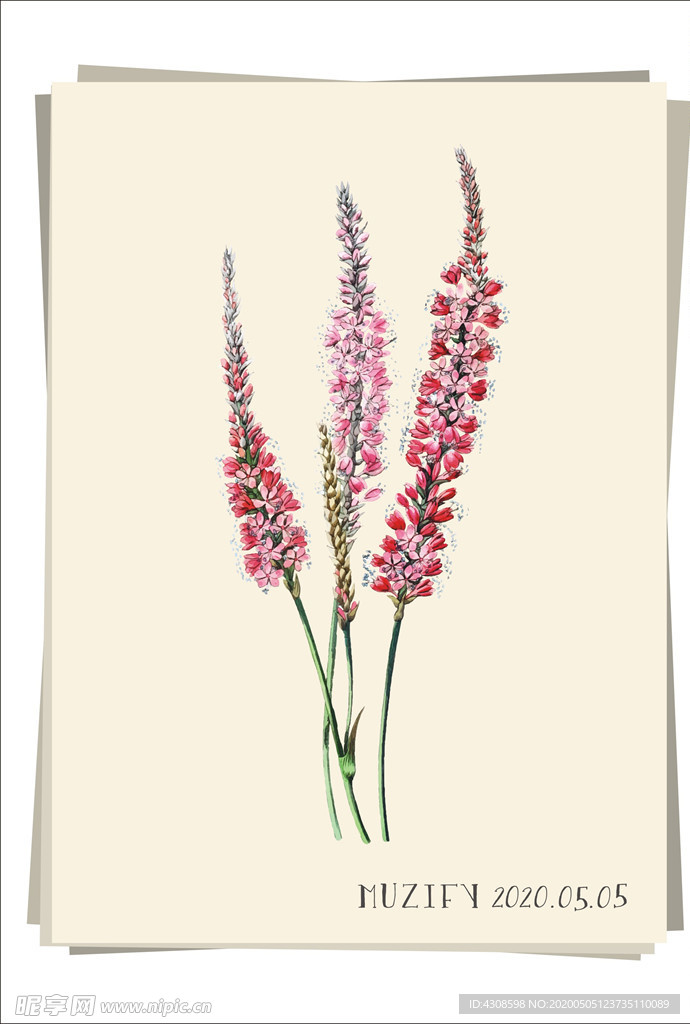 羽扇豆 植物图鉴