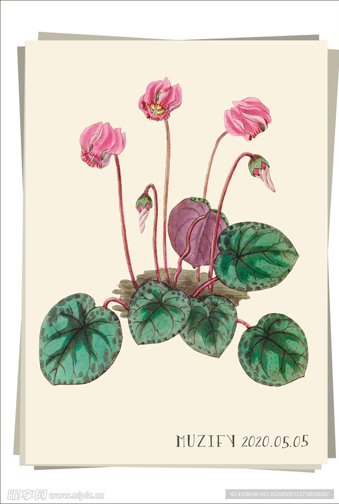 仙客来 植物图鉴