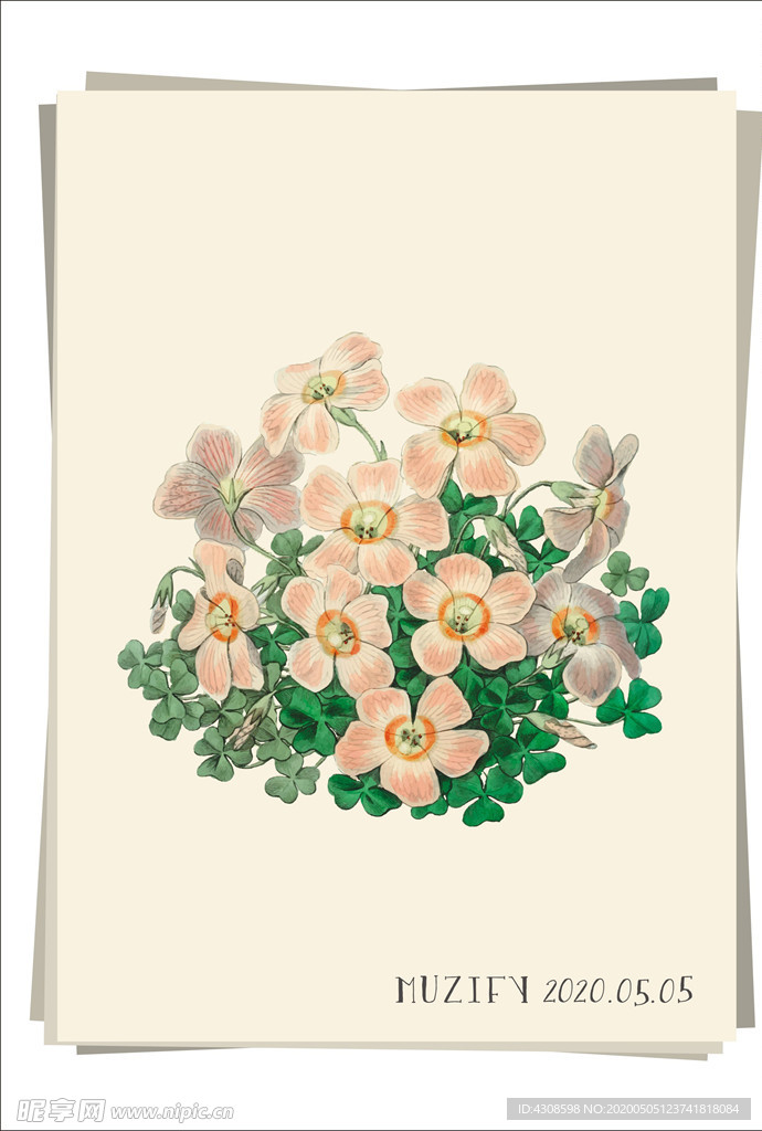 醡浆草 植物图鉴