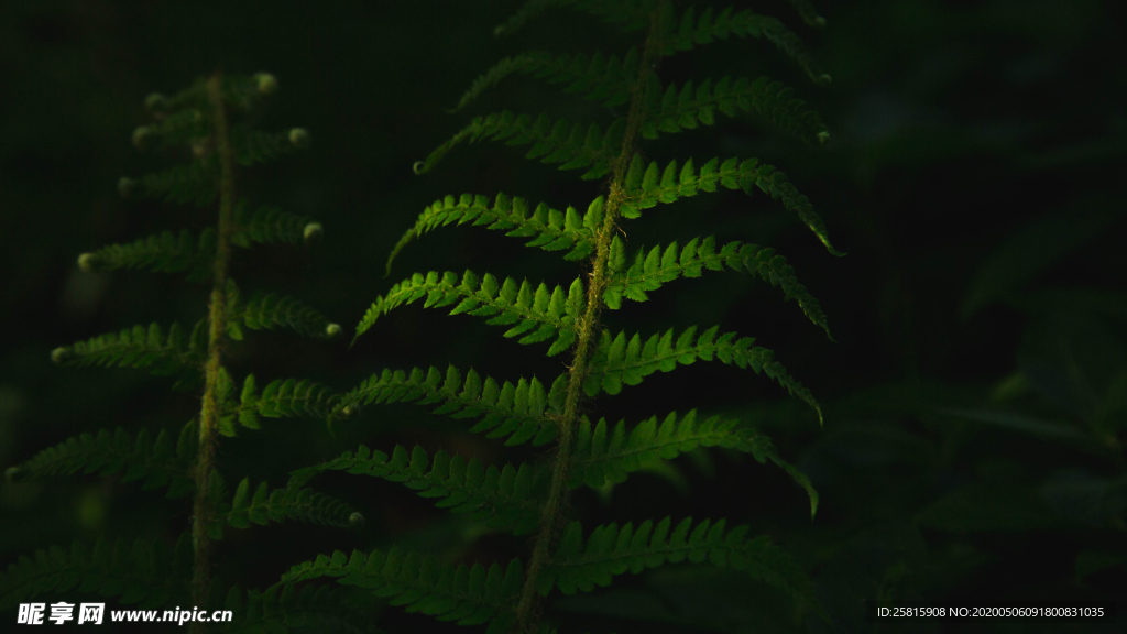 绿色蕨类植物图片