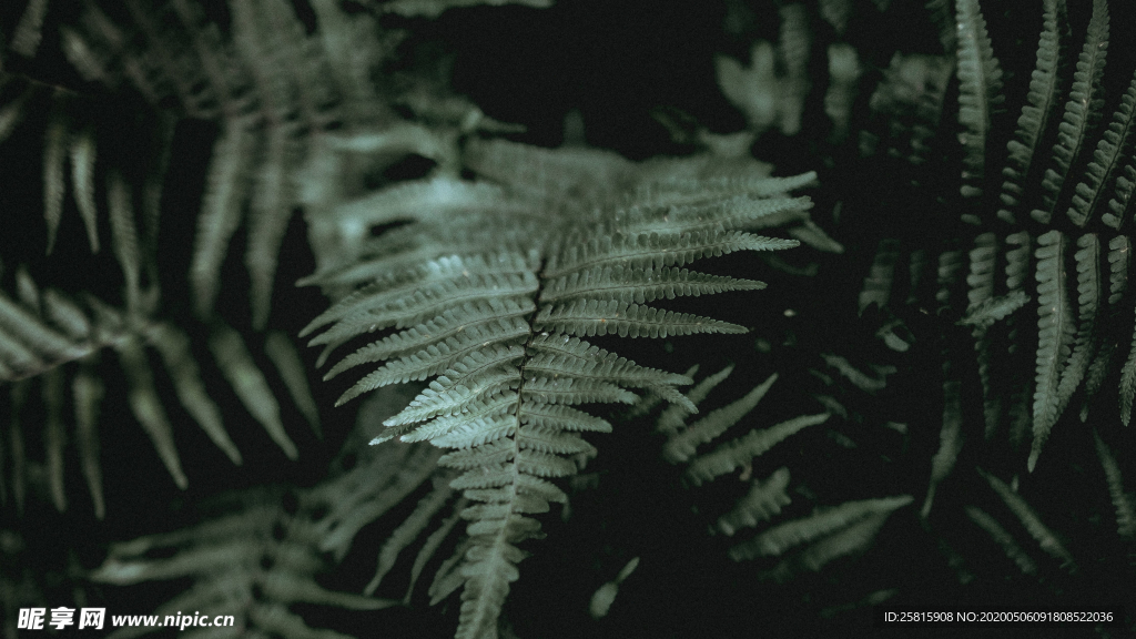 绿色蕨类植物图片