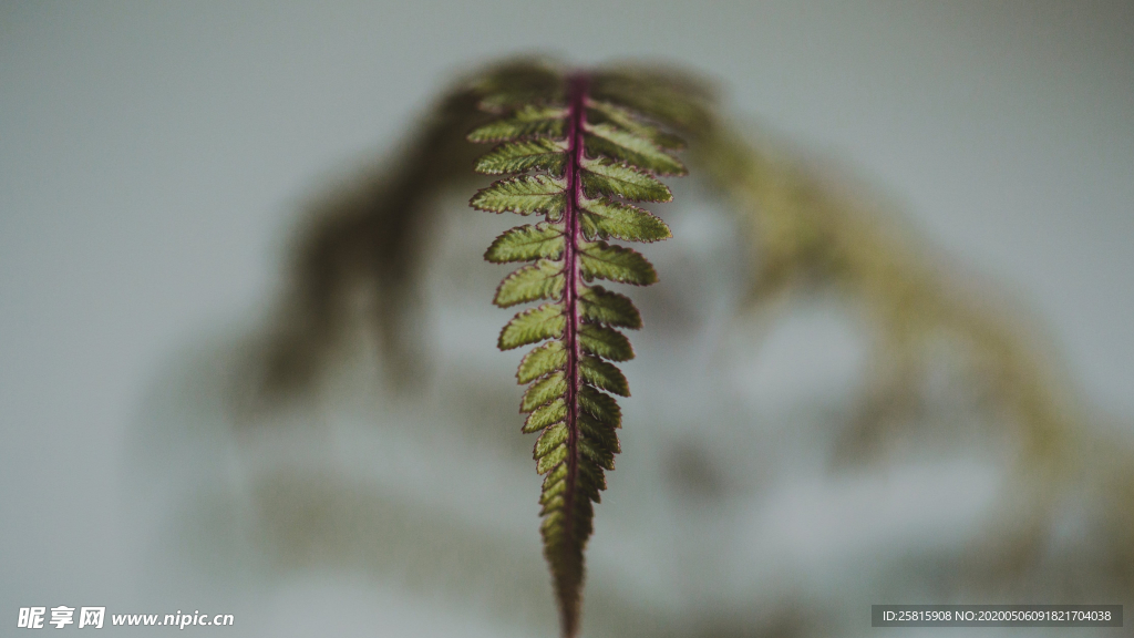 绿色蕨类植物图片