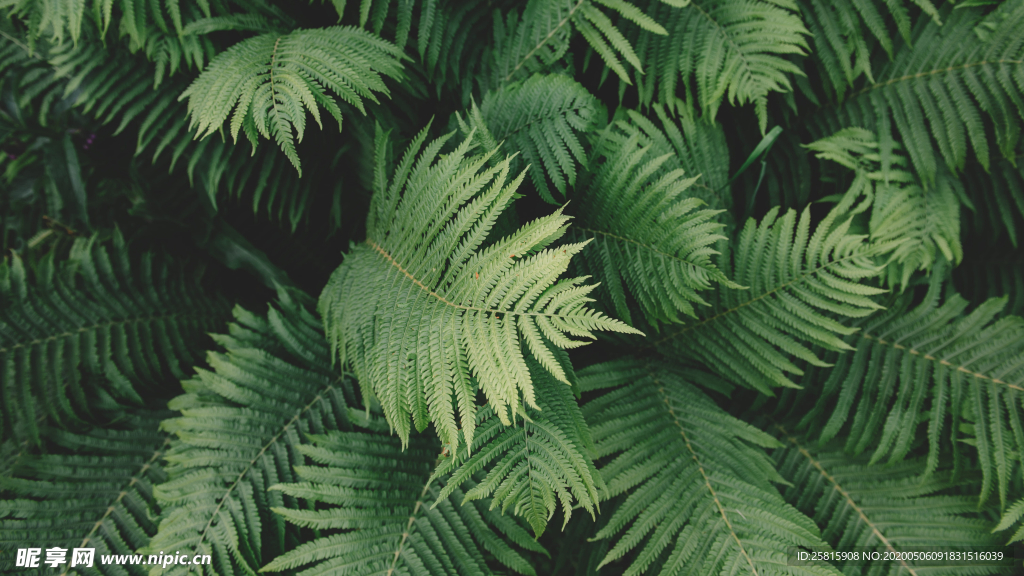 绿色蕨类植物图片