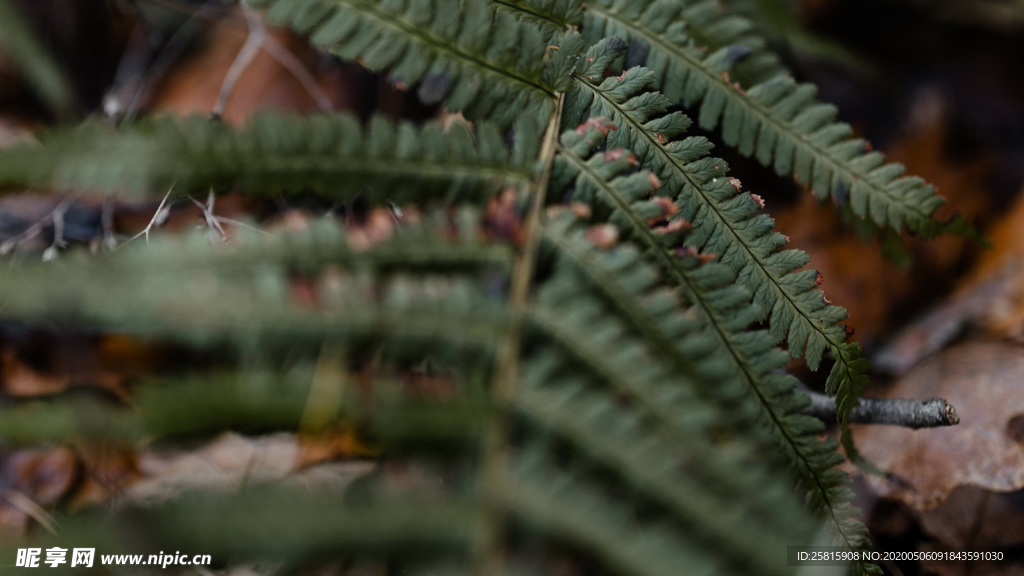 绿色蕨类植物图片