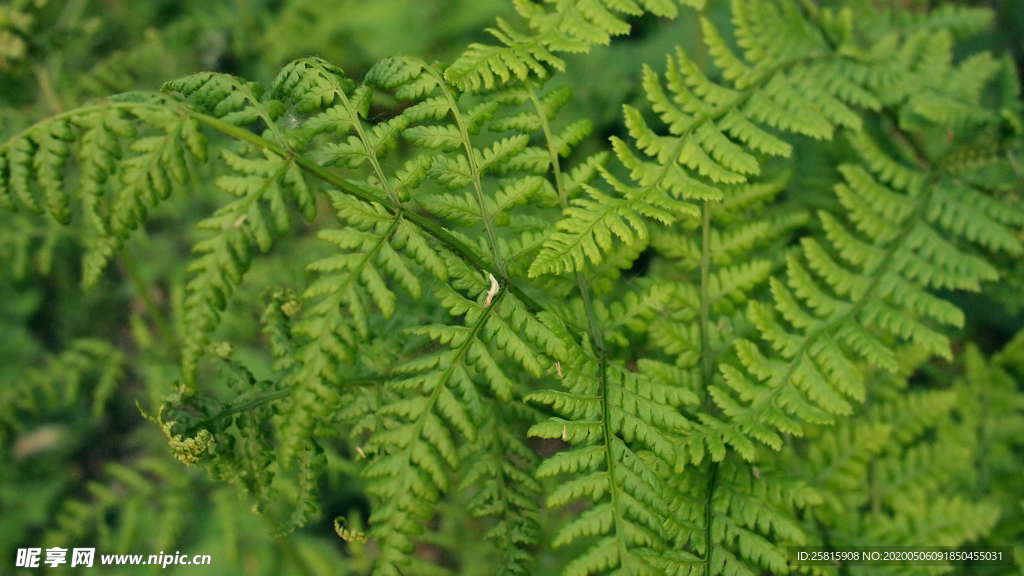 绿色蕨类植物图片