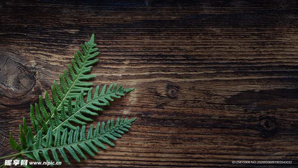 绿色蕨类植物图片