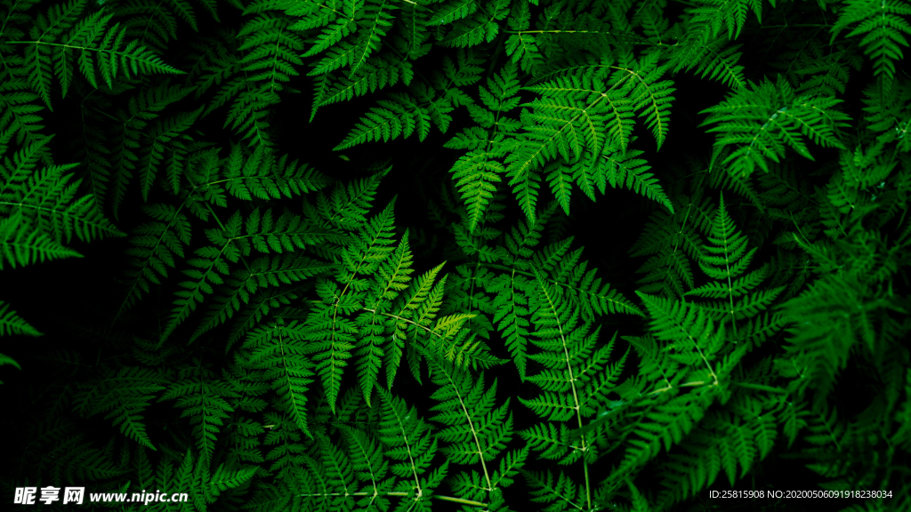 绿色蕨类植物图片
