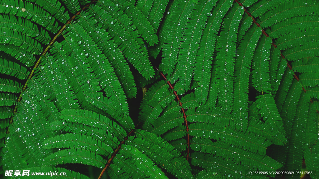 绿色蕨类植物图片